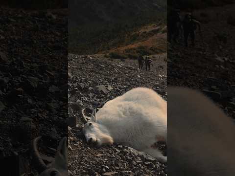 Successful stalk in on mountain goat from 1000 yds #hunting #mountaingoat