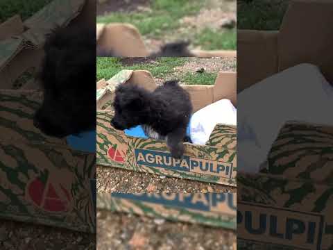 Abandoned Puppy in a Box Overnight #puppy #dog #shorts