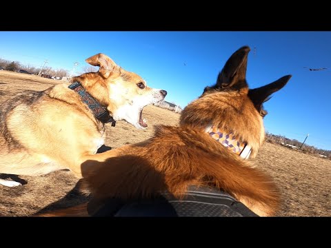 Belgian Malinois Begins Showing Dominant Behavior At Dog Park
