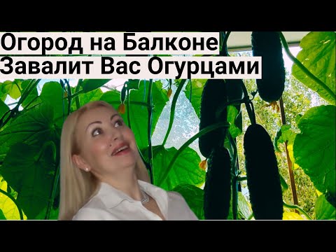 Я Обалдела! Огурцы ПЛОДОНОСЯТ КАК СУМАСШЕДШИЕ от Этих Подкормок! Огород в Городской Квартире.