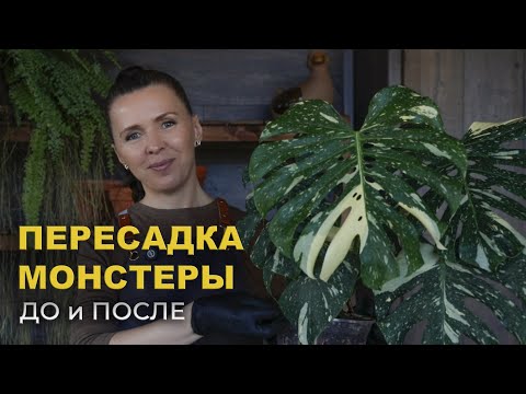 Быстрая пересадка МОНСТЕРЫ «Тайское созвездие»/  Монстера ДО и ПОСЛЕ