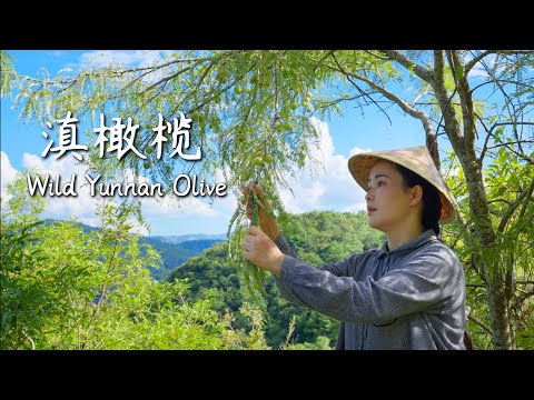 Wild Yunnan Olive — the “Soulful Supporting Role” of Yunnan Cuisine【滇西小哥】
