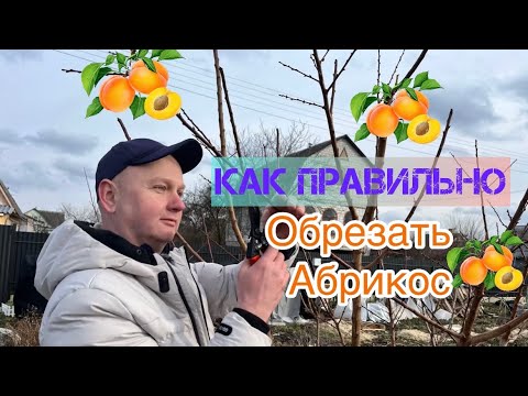 Формировка абрикоса весной.