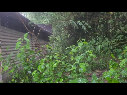 heavy rain on green leaves - pouring from the roof - asmr for sleep