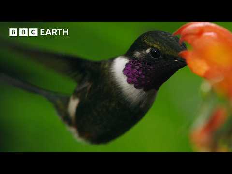Sneaky Hummingbirds Steal Nectar From Flowers | BBC Earth