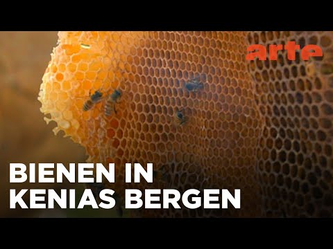 Kenia: Die Biene, die Yaaku und der Vogel | Die Bienenflüsterer Reupload | ARTE Family