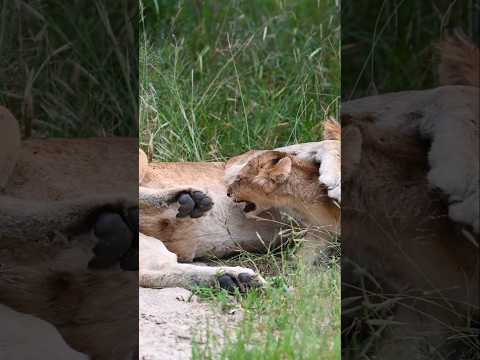 Adorable Lion Cub Whines as Mom Gently Kicks and Refuses Milk