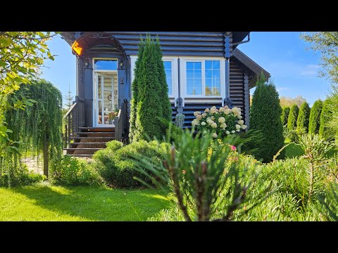 Хвойные в саду "Сказка в избушке". Всё о туях.