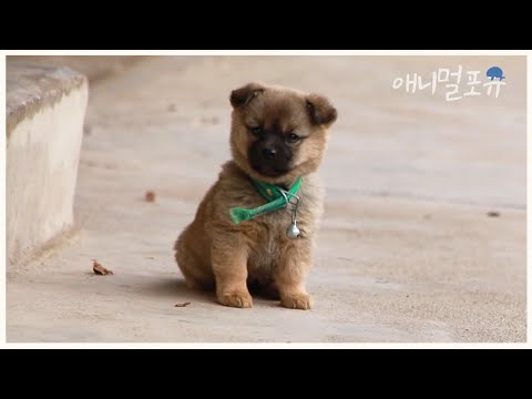 시골 똥강아지 앵두🐶, 할아버지가 직접 만드신 새 집에 입주하다! 🏡 | KBS 남도 지오그래피 211206 방송