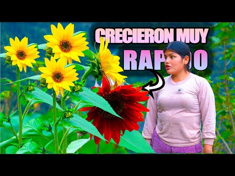 Nunca imagine que mis GIRASOLES crecieran tan rapido con este SECRETO - NATHALIA