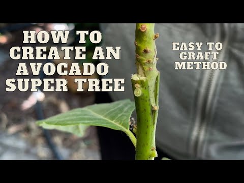 HOW GRAFTING AN AVOCADO SEEDLING PRODUCES A SUPER TREE - Easy Grafting Demo