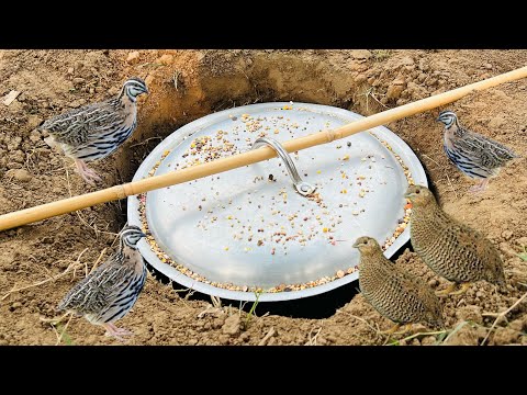 Quail Trap Using Pot Cover | Btair Trap Easy And Fast @qbtraps  ​⁠