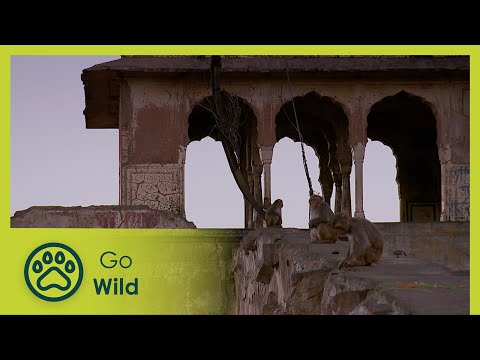 Monkey Thieves S2 2/13 - Go Wild