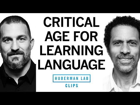 Is There a Critical Age or Period for Learning Languages? | Dr. Erich Jarvis & Dr. Andrew Huberman