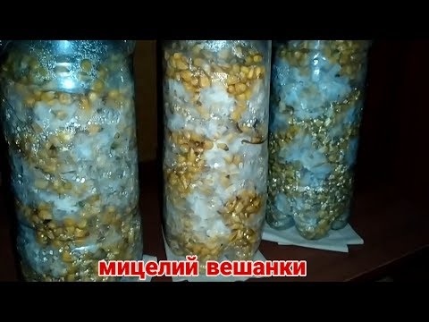 Oyster mushroom mycelium on corn, easy and simple, without sterilization | oyster mushroom mycelium