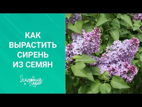 Прекрасная сирень из семян. Дешево и много!