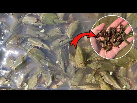 A historic outbreak! 300 million-year-old ancient creatures born in Korean rice paddies explode.