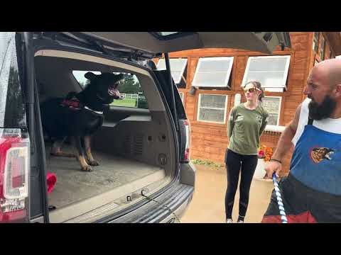 “Ezio” Vehicle Agitation. Talk about intensity! Incredible performance from this German Shepherd.