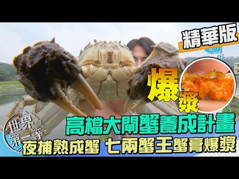 【苗栗】高檔大閘蟹七兩大蟹王 蟹膏強力爆漿 ｜《世界第一等》1026集精華版