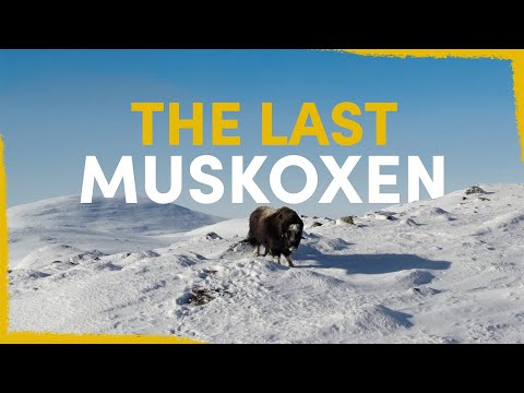 We Found The Last Swedish Muskoxen - here's how