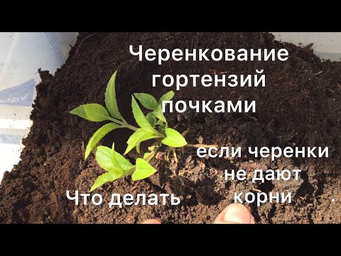 ЧЕРЕНКУЮ ГОРТЕНЗИИ ПОЧКАМИ. Что делать с одревесневшими черенками если они не дали корни.