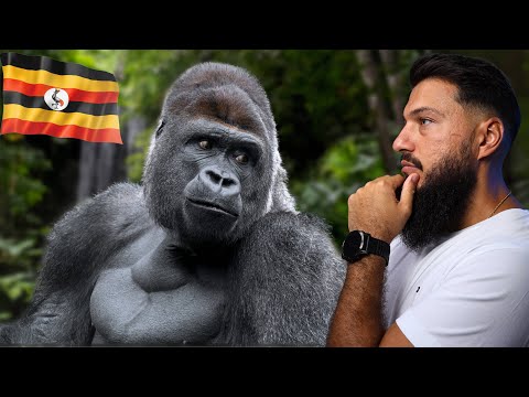 I Spent Over $2500 To See Wild Mountain Gorillas In Uganda, Bwindi National Park 🇺🇬 (incredible)