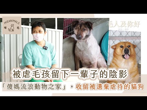 被虐毛孩留下一輩子的陰影 !「傻媽流浪動物之家」收留被遺棄虐待的流浪貓狗