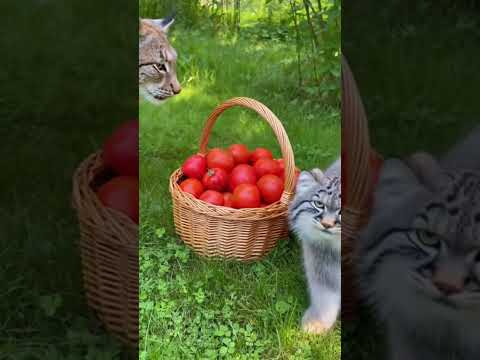Manul is JEALOUS of the Lynx