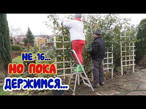 Как отправить на зимовку плетистые розы и не умереть? Подробная инструкция!