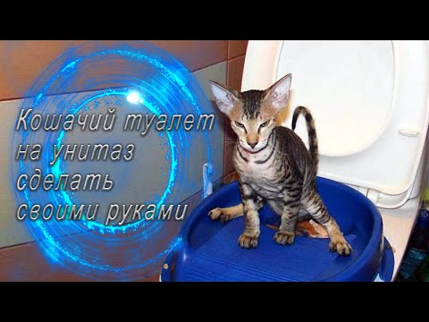 Кошачий туалет на унитаз сделать своими руками