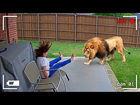 Moments Uniques Avec des Animaux Filmés