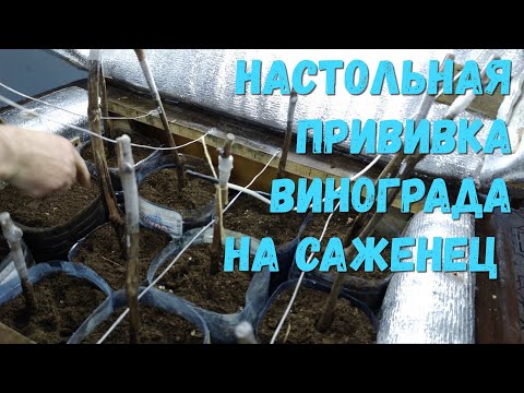 Настольная прививка винограда на саженец