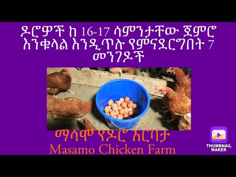 ዶሮዎች እንቁላል ቶሎ እንዲጥሉ ማድረግ ይቻላል? አዎ! እንዴት?