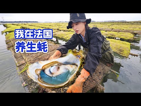价值70元一只的法国极品生蚝如何养殖？全靠一根大棒槌！| 海鲜 | 法國 | 养殖 | 农村 | 生蚝 | 美食 |