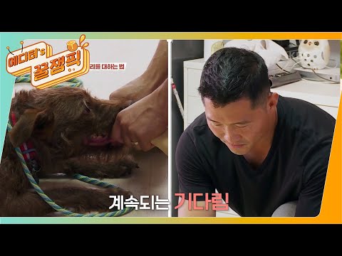 [#개는훌륭하다] 광란의 개 페터데일 테리어 '보리' 🐶 그리고 묵묵히 기다리는 강훈련사?ㅣKBS 210816 방송