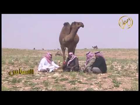 العساس مبارك سيف / الشمال _ عرعر _ البحيرات _ مظله