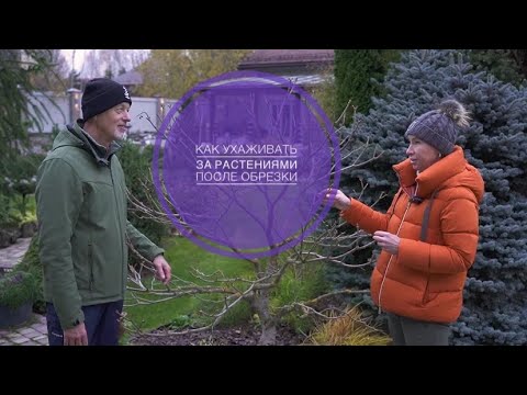 КАК УХАЖИВАТЬ ЗА РАСТЕНИЯМИ ПОСЛЕ ОБРЕЗКИ