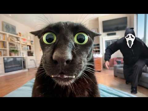 КОГДА ЖИВОТНЫЕ ИСПУГАЛИСЬ БЕЗ ПРИЧИНЫ