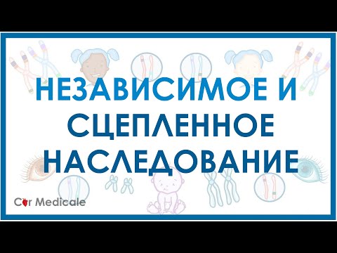Независимое и сцепленное наследование