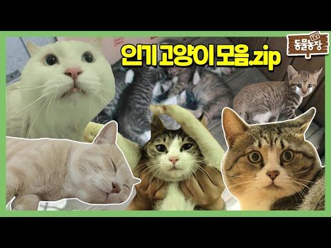 동물농장 ★인기 짱 고양이★ 고양이 최고야 고양이 사랑해 I TV동물농장 (Animal Farm) | SBS Story