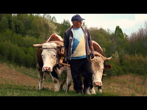 Last Stand of a Family in the Mountains. Life Struggles in Rural Transylvania