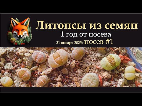 Литопсы из семян, посев №1, год от посева