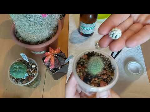 Все о прививках кактуса. Прививка кактуса.