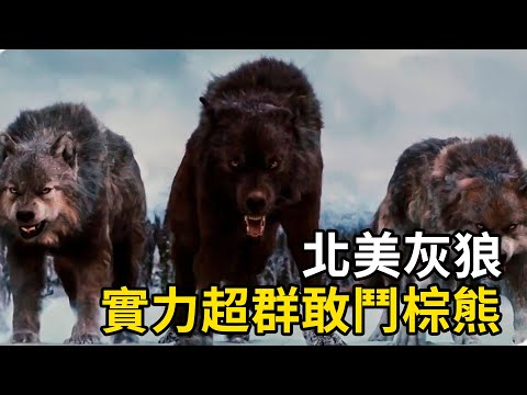 狼中之王:北美灰狼,實力超群敢鬥棕熊!
