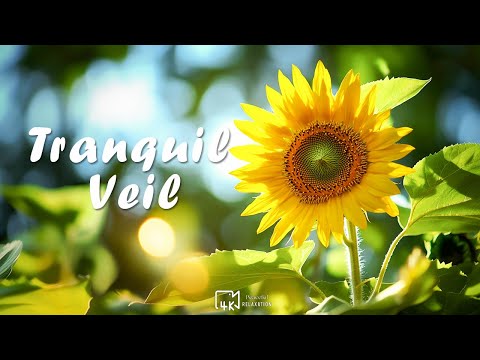 Tranquil Veil - Peaceful Relaxation 4K