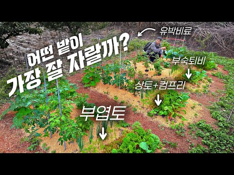 한 달 동안, 박스로 만든 무경운 텃밭에서 채소 길러봤습니다 | No-dig garden 30-day update