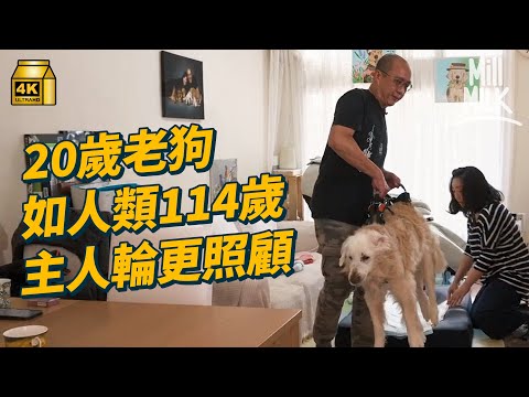 #MM｜20歲老狗失去活動能力 兩夫妻24小時全天候輪更貼身照顧 每日幾次親手幫助排尿＋排便 8歲時曾被遺棄流浪街頭  每月花數千做物理治療＋針灸｜#700萬種生活 #4K