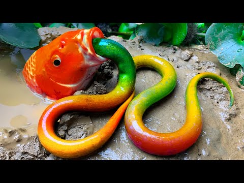 Stop Motion ASMR - Rainbow eel trap, Tokay gecko, ornamental fish, big eel in mud hole