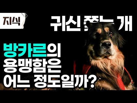 몽골 유목민과 수 세기 동안 대초원을 누볐던 개 '방카르'! 귀신까지 쫓는다는 방카르의 용맹함은 어느 정도일까? #역사 #EBS지식