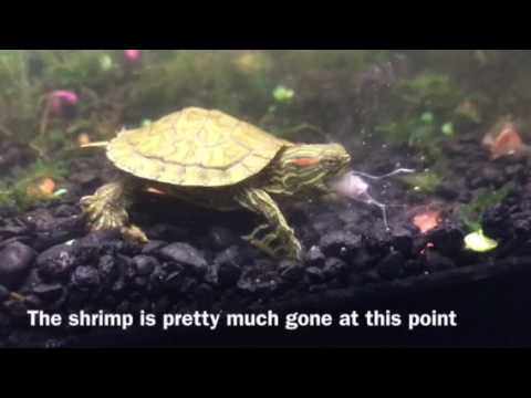 Red ear slider Tahj (turtle) eats a ghost shrimp